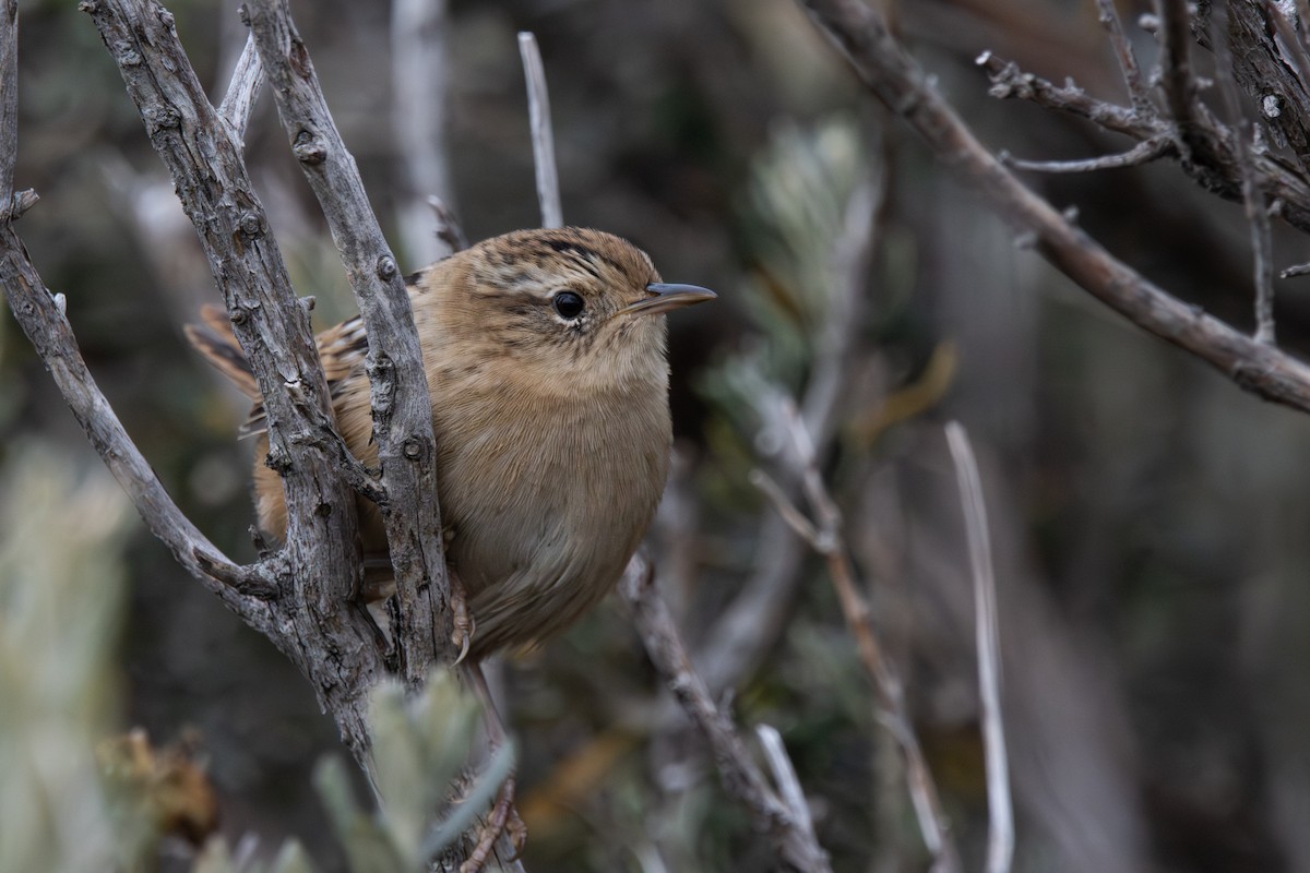 Cucarachero Sabanero (hornensis/falklandicus) - ML618144240