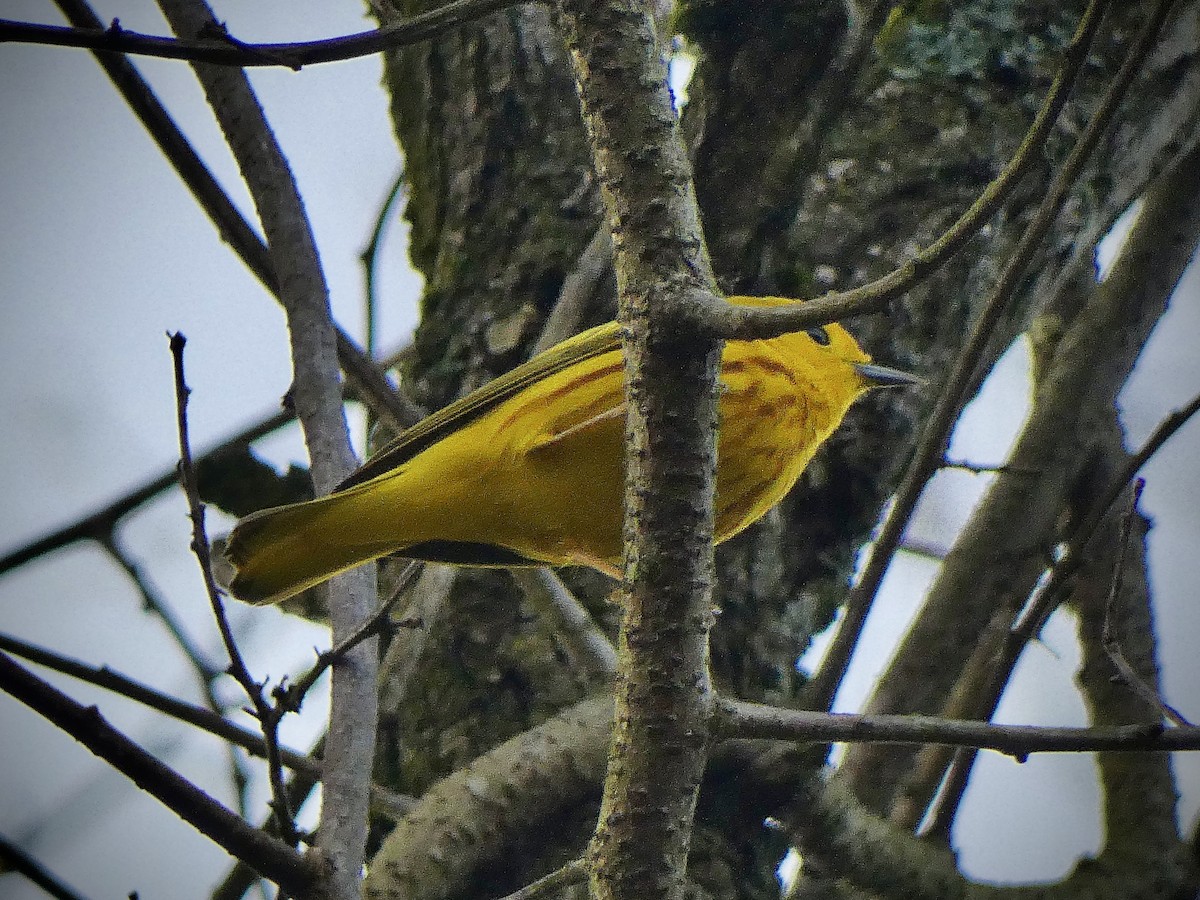 Yellow Warbler - ML618144252