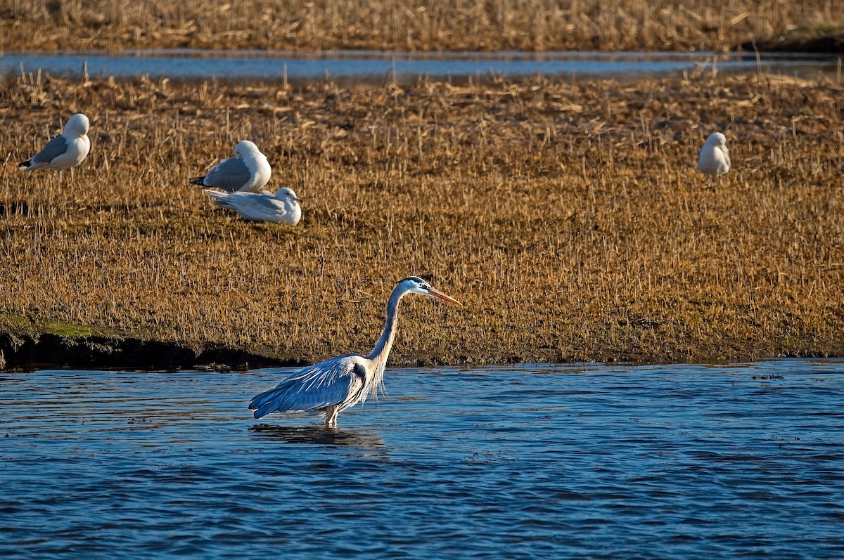 Great Blue Heron - William Tilford