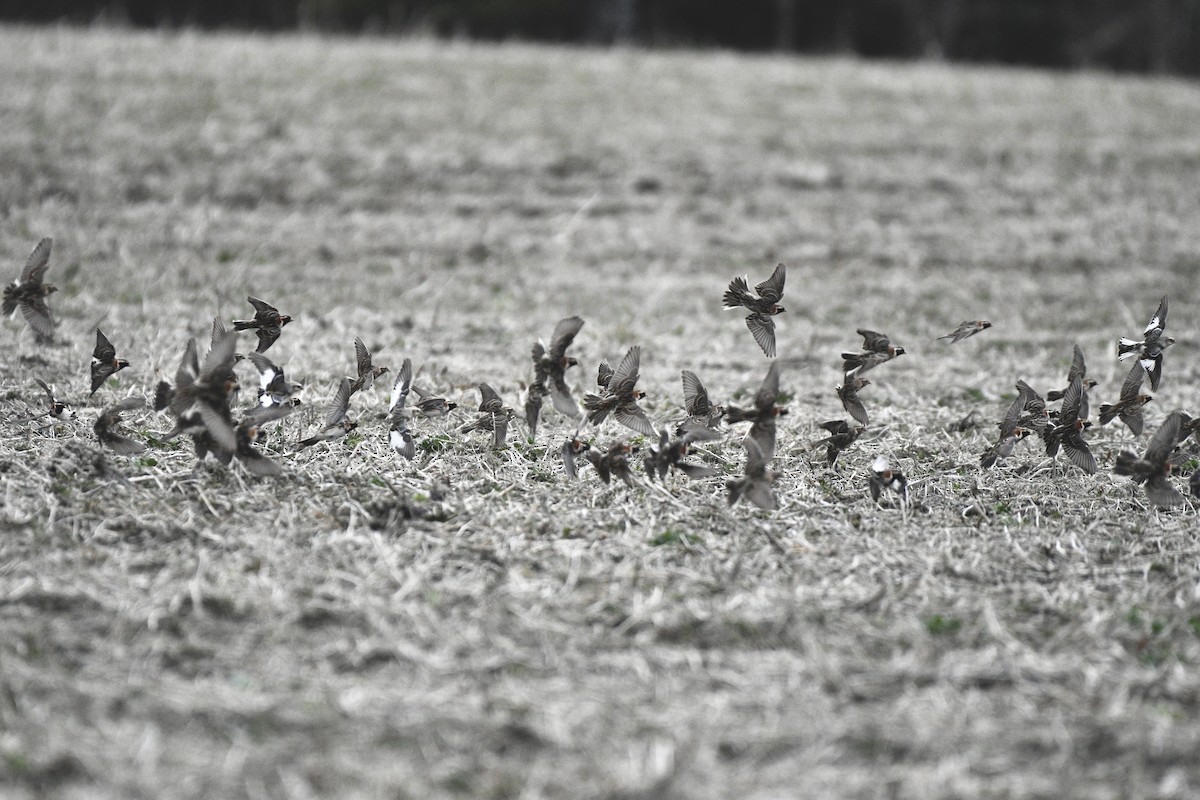 Lapland Longspur - ML618144263