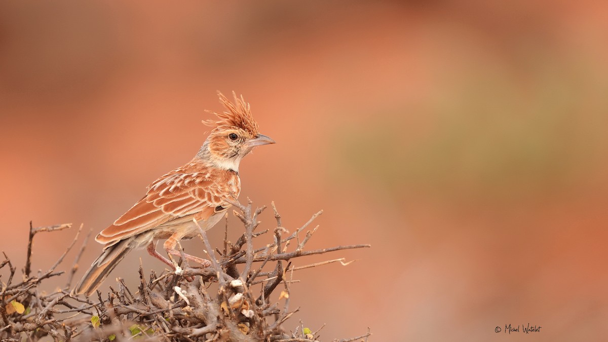 Collared Lark - ML618144267