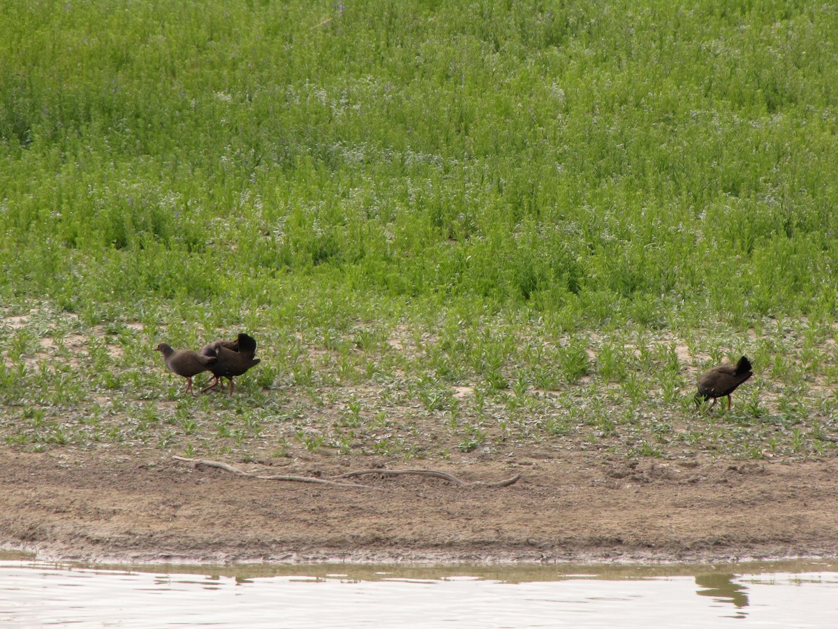 Black-tailed Nativehen - ML618144274