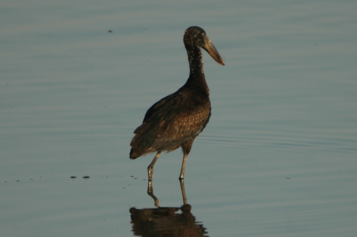 African Openbill - Warren Schultze