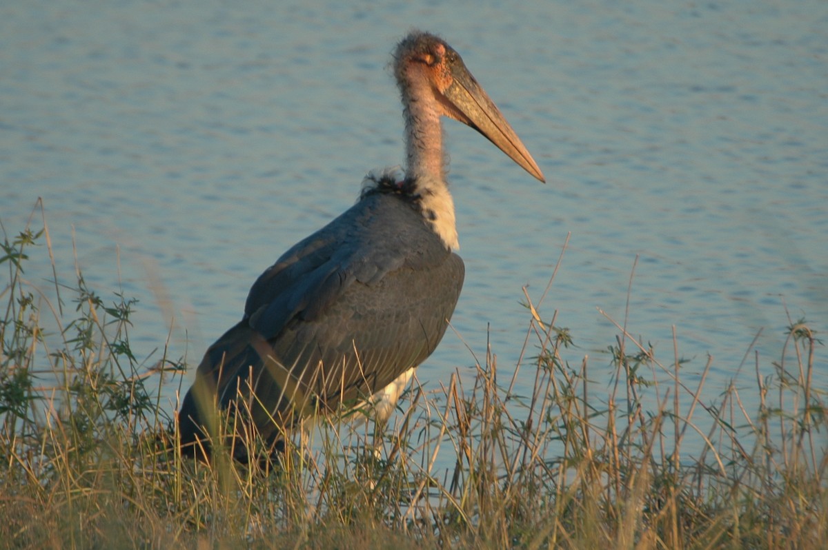 Marabou Stork - Warren Schultze