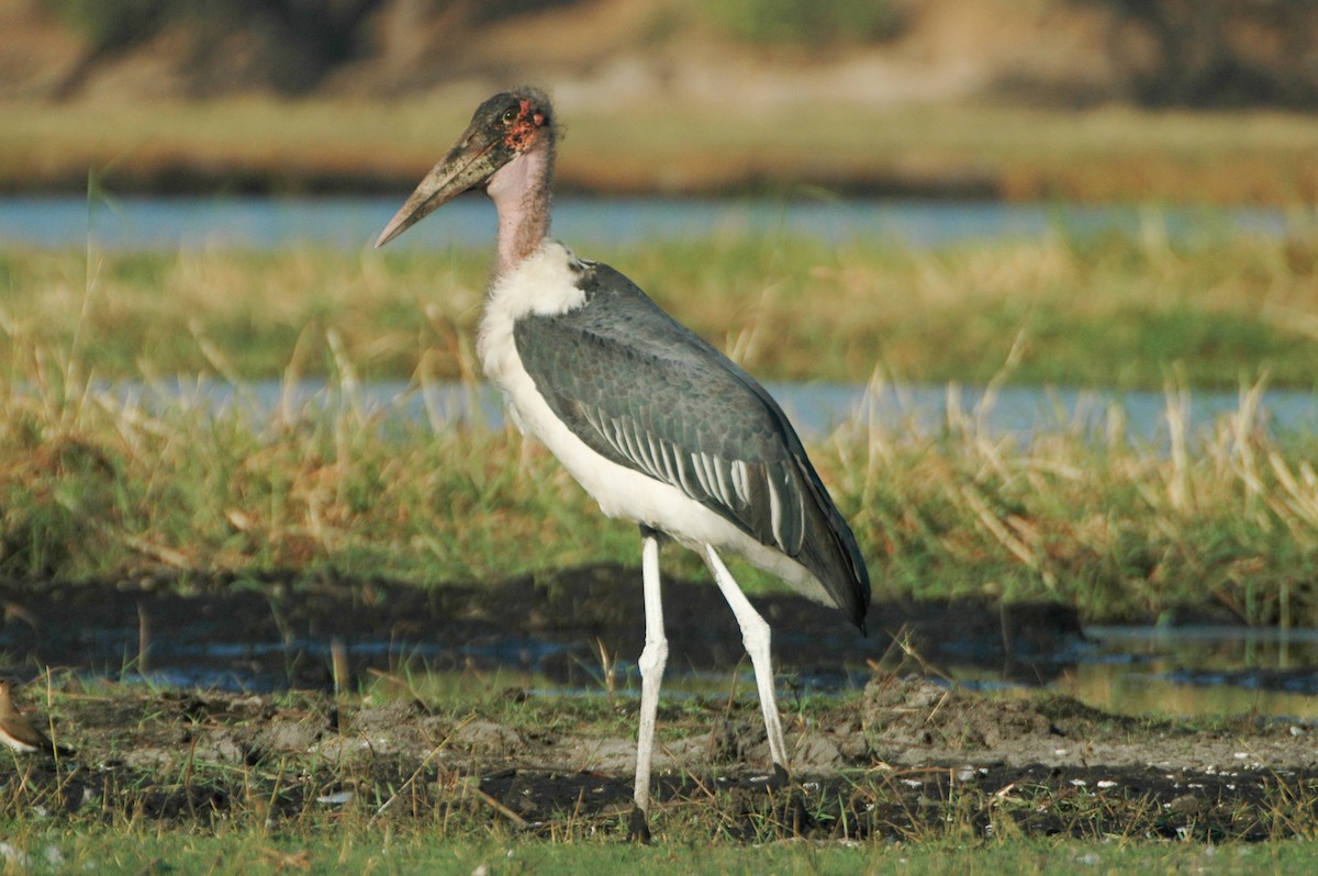 Marabou Stork - Warren Schultze