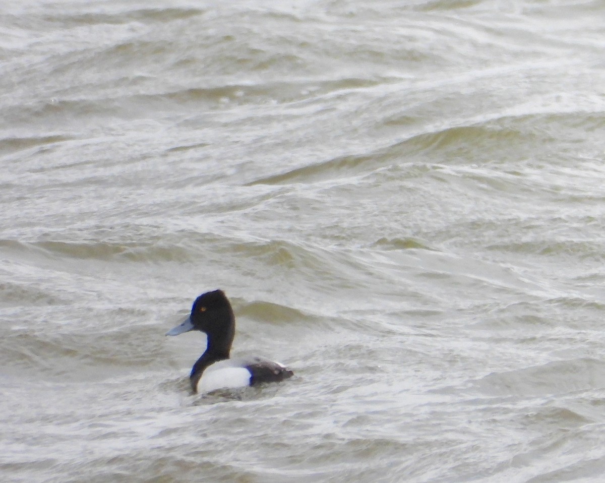 Lesser Scaup - Hiroyuki Aoki