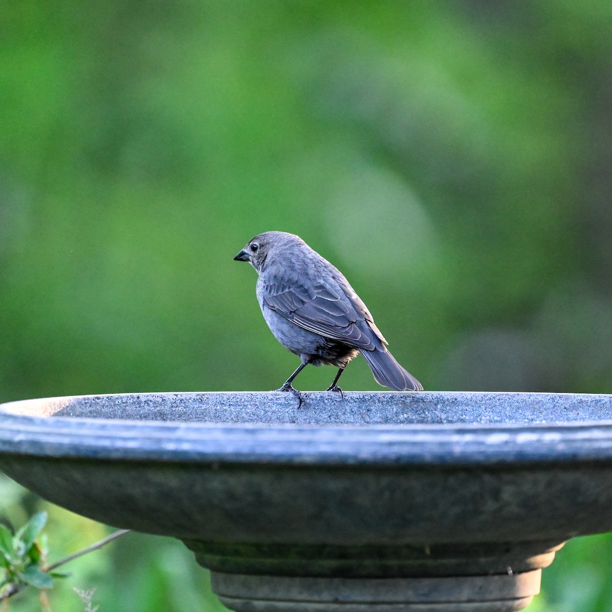 Brown-headed Cowbird - David Govoni