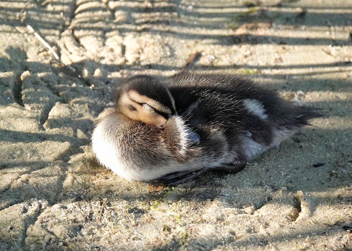 Mallard - Peter Fang/ Gloria Smith