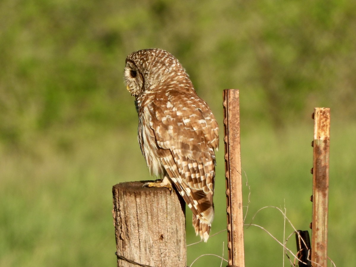 Barred Owl - Jacob Tsikoyak