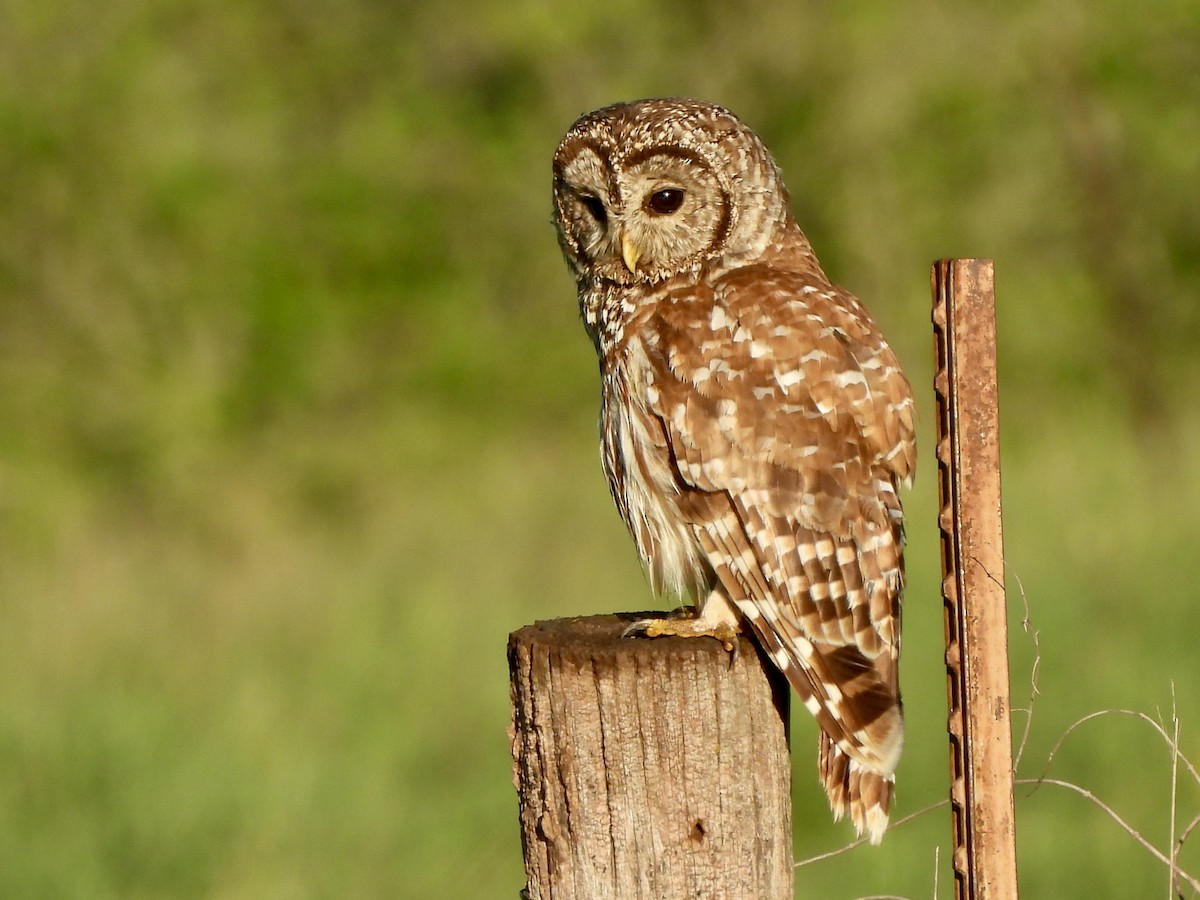 Barred Owl - Jacob Tsikoyak