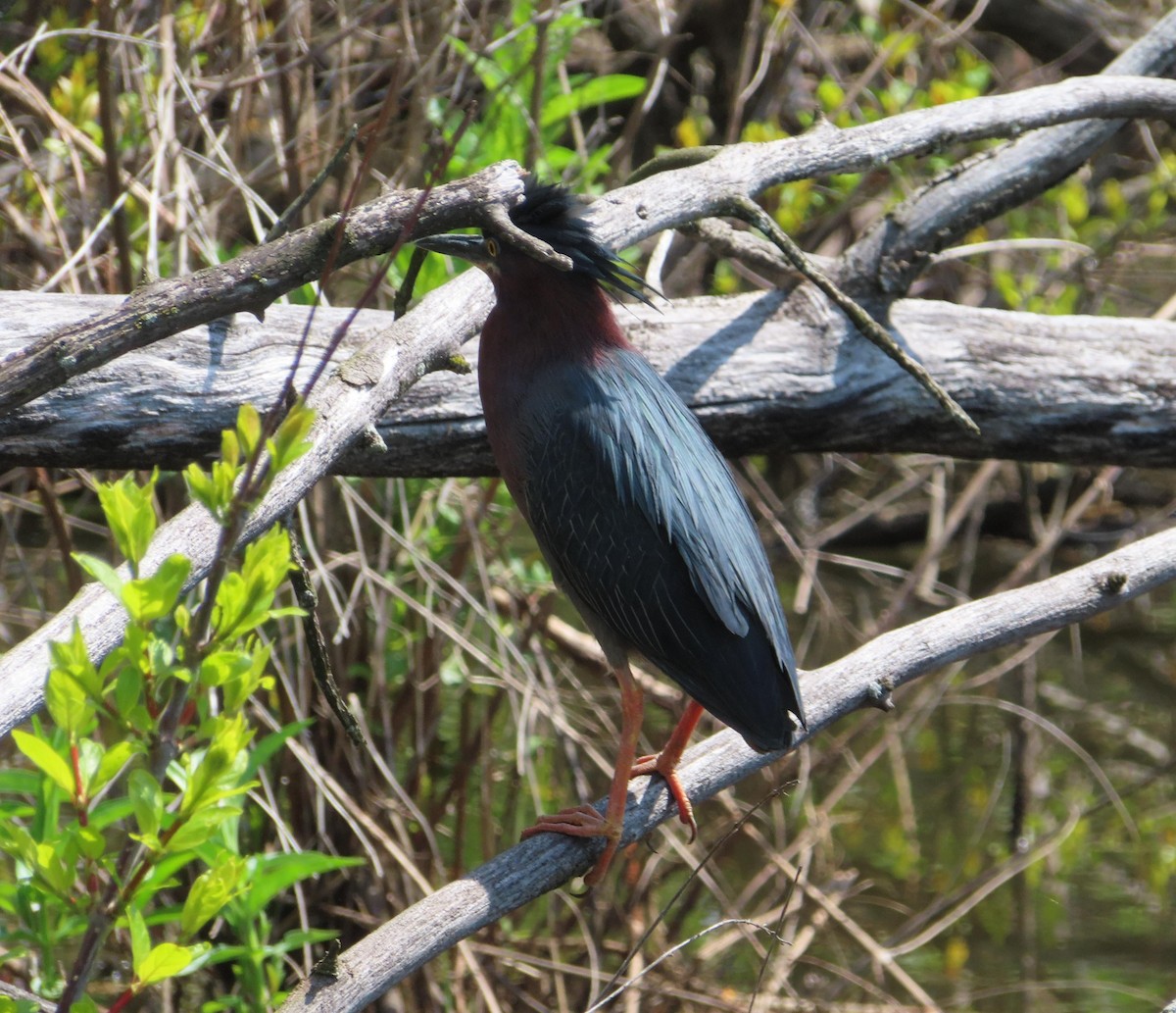 Green Heron - Jaume Sastre Garriga