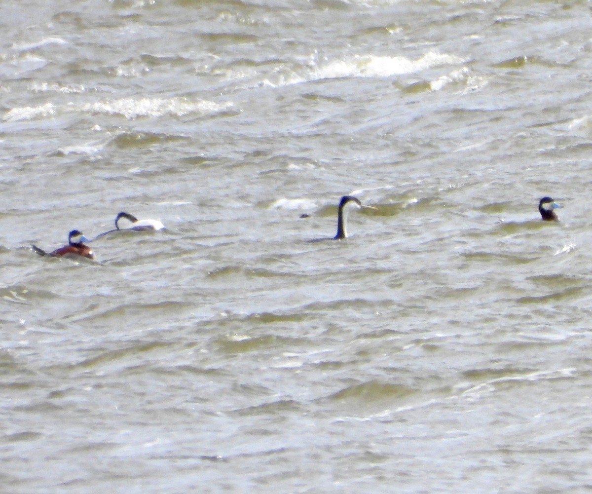 Ruddy Duck - ML618144309