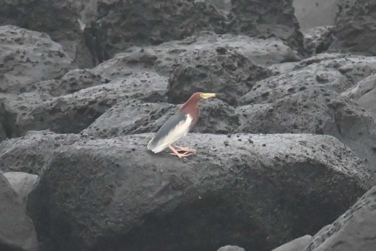 Chinese Pond-Heron - Wonwoong Kim