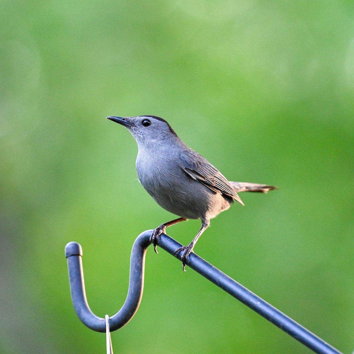 Gray Catbird - David Govoni