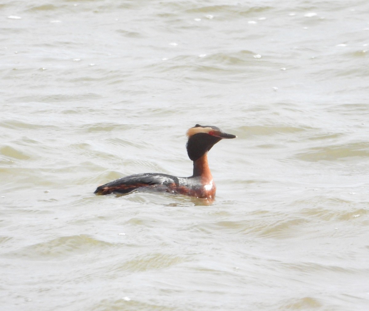 Horned Grebe - Hiroyuki Aoki