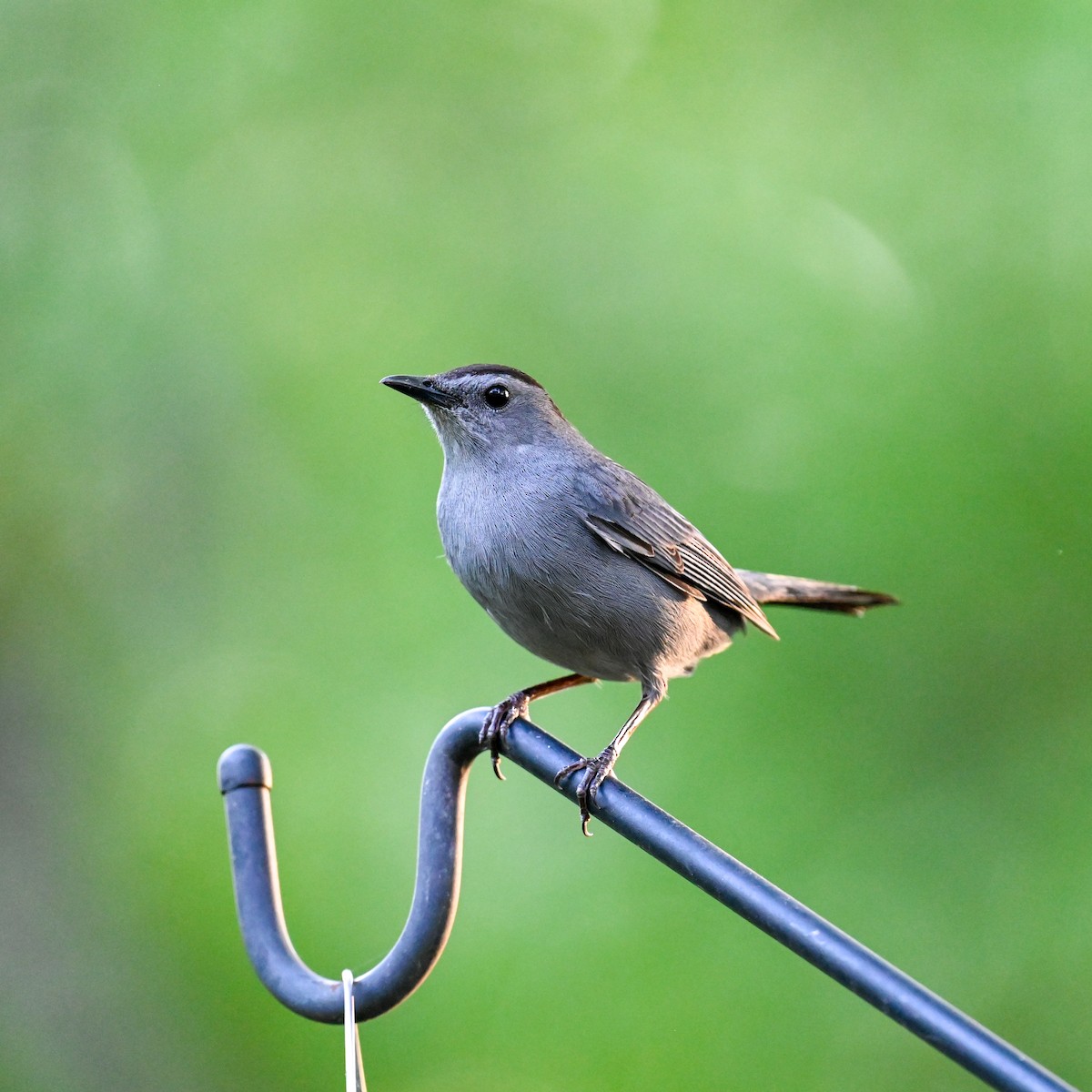 Gray Catbird - David Govoni