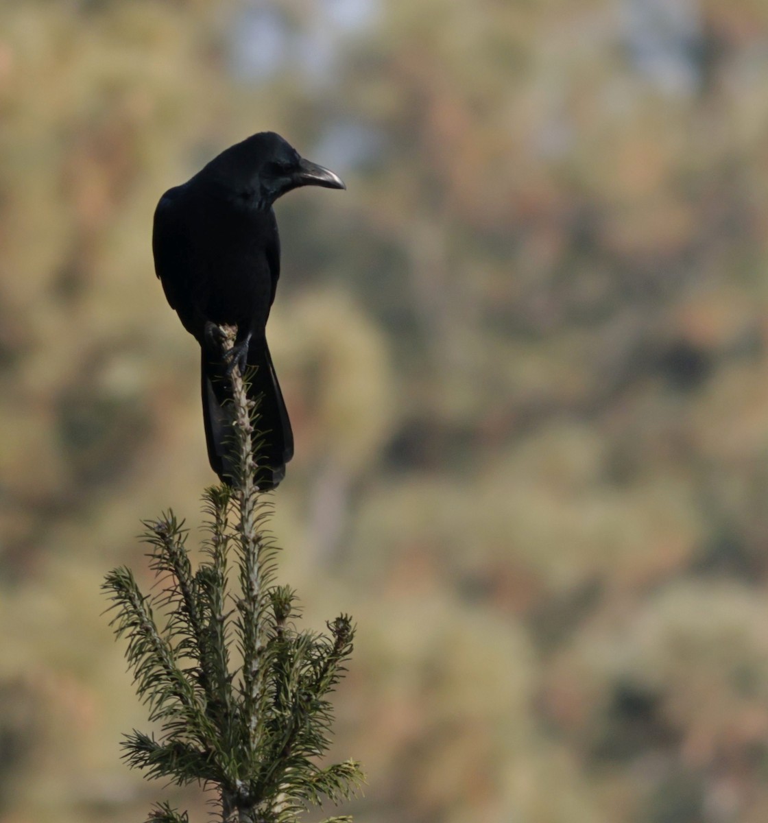 Large-billed Crow - Manjusha Savant