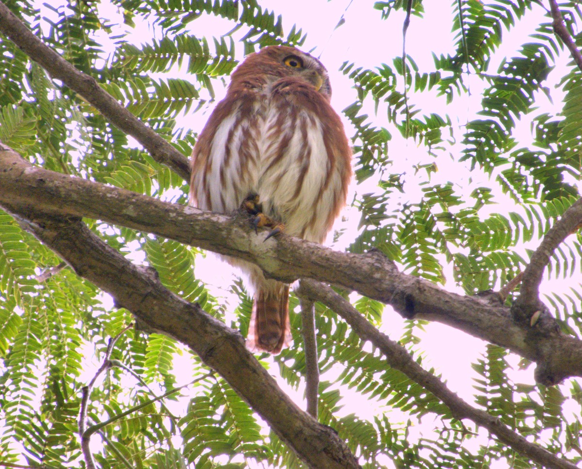 Ferruginous Pygmy-Owl - Manuel Pérez R.