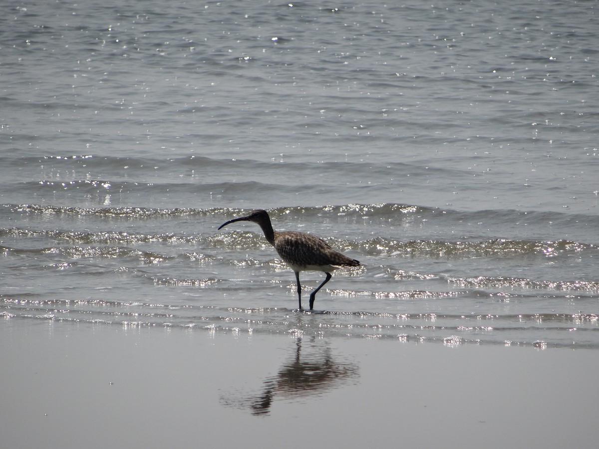 Eurasian Curlew - ML618144343