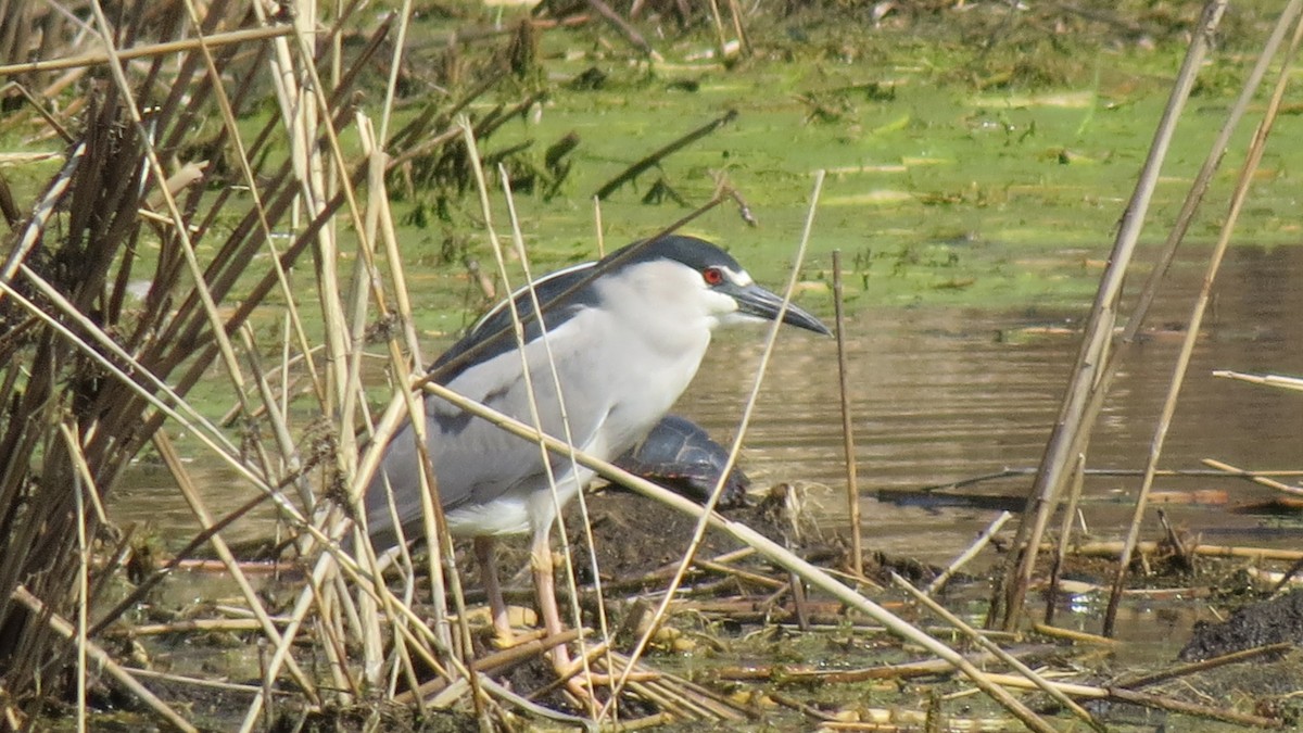 Black-crowned Night Heron - Janet Weisner