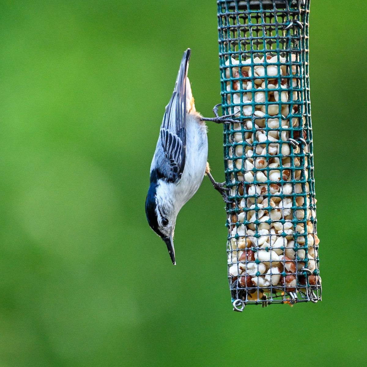 White-breasted Nuthatch (Eastern) - David Govoni