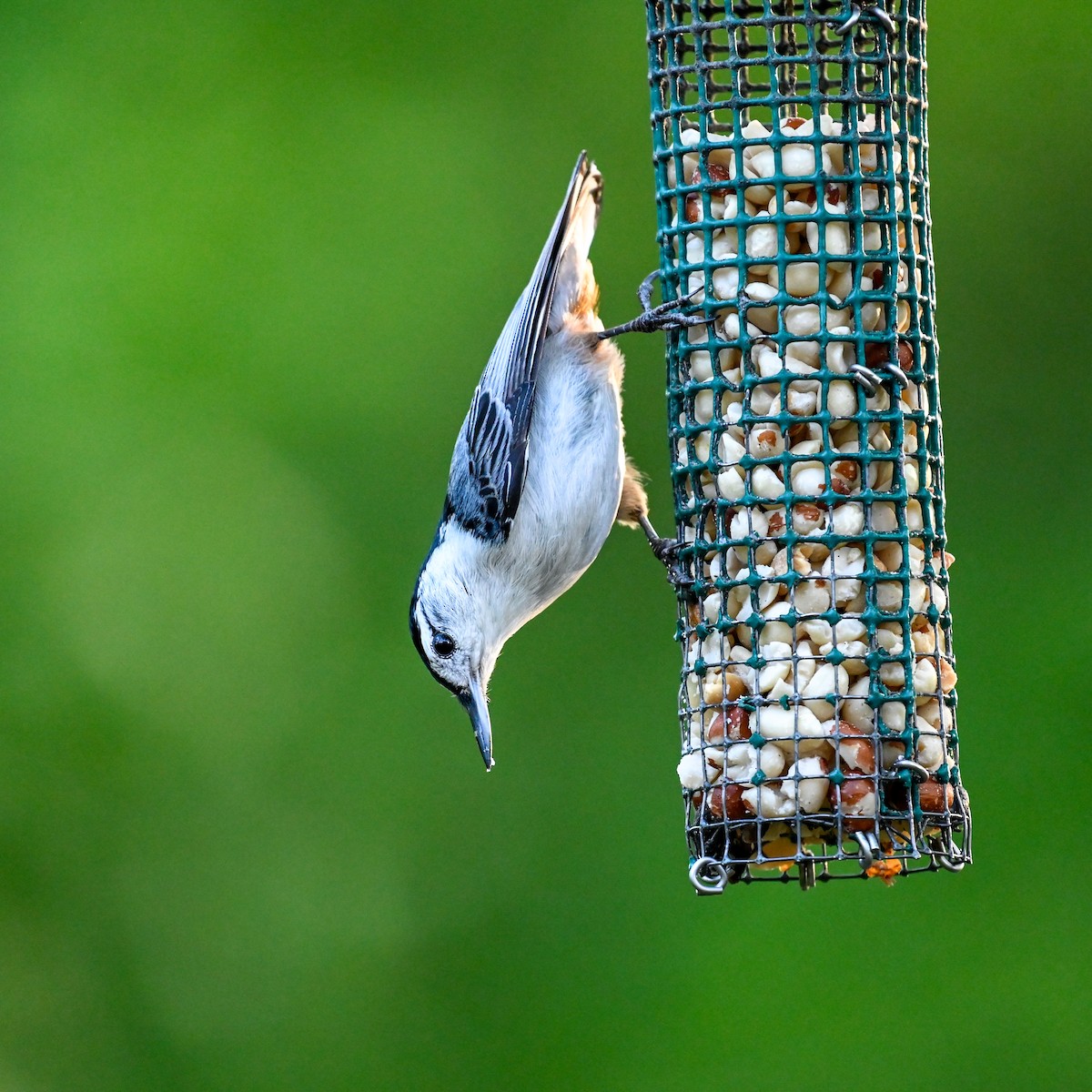 White-breasted Nuthatch (Eastern) - David Govoni