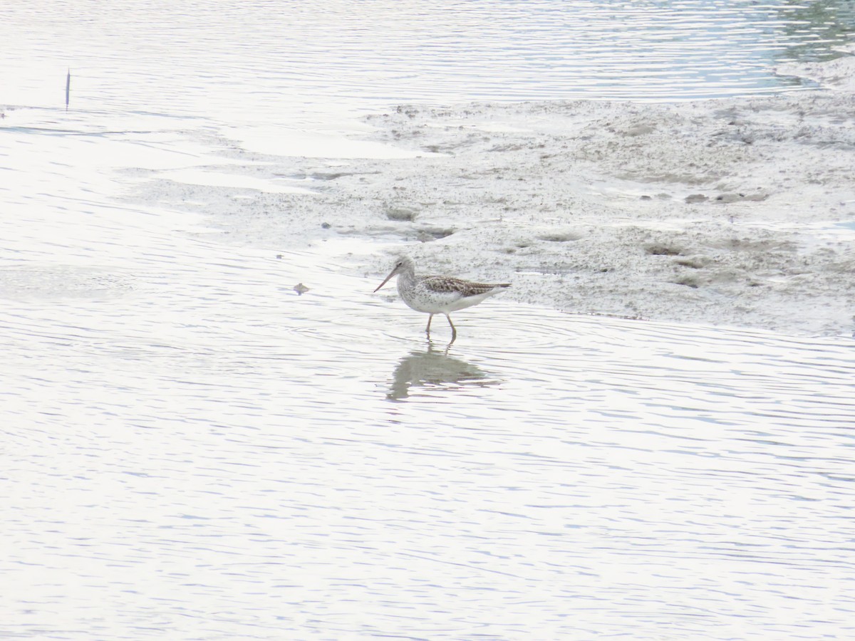 Common Greenshank - 韋勳 陳