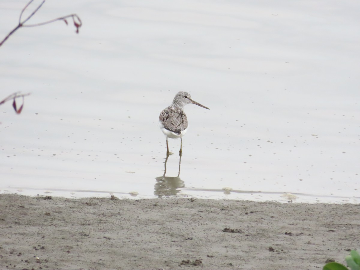 Common Greenshank - 韋勳 陳