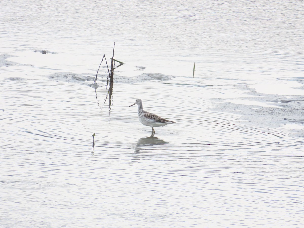 Common Greenshank - 韋勳 陳