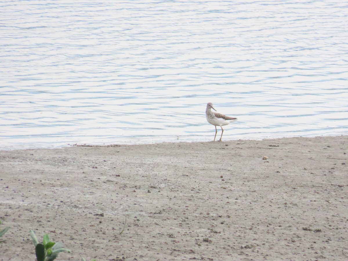 Common Greenshank - 韋勳 陳