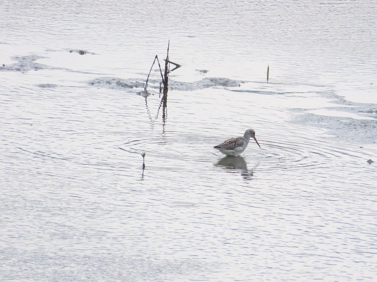 Common Greenshank - 韋勳 陳