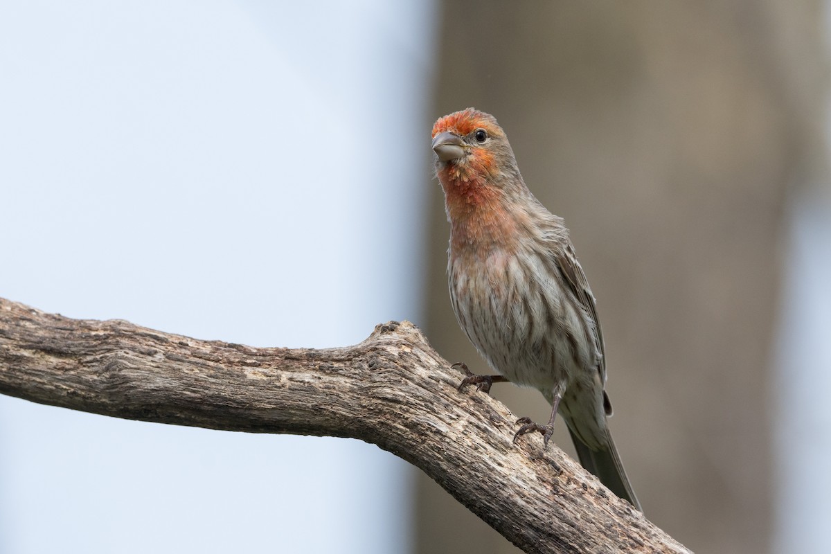 House Finch - Ric mcarthur