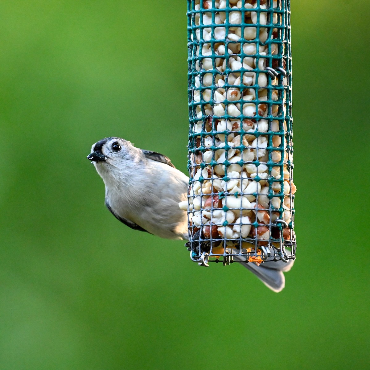 Tufted Titmouse - David Govoni