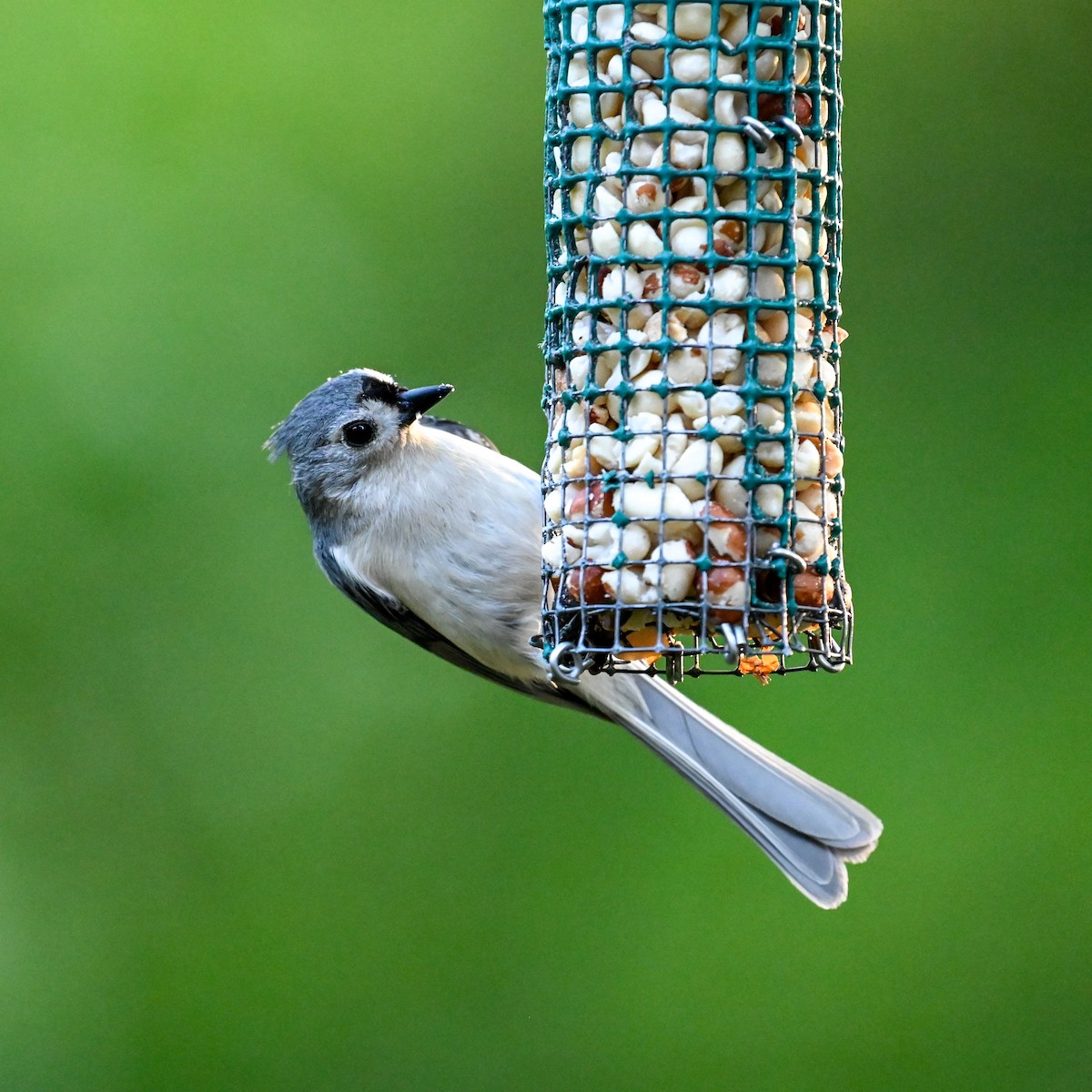 Tufted Titmouse - David Govoni