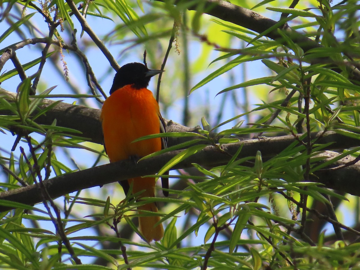 Baltimore Oriole - Jaume Sastre Garriga