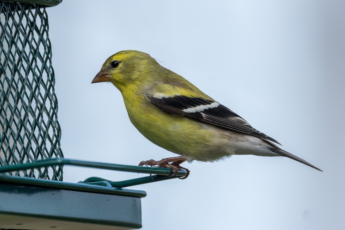 American Goldfinch - Ric mcarthur