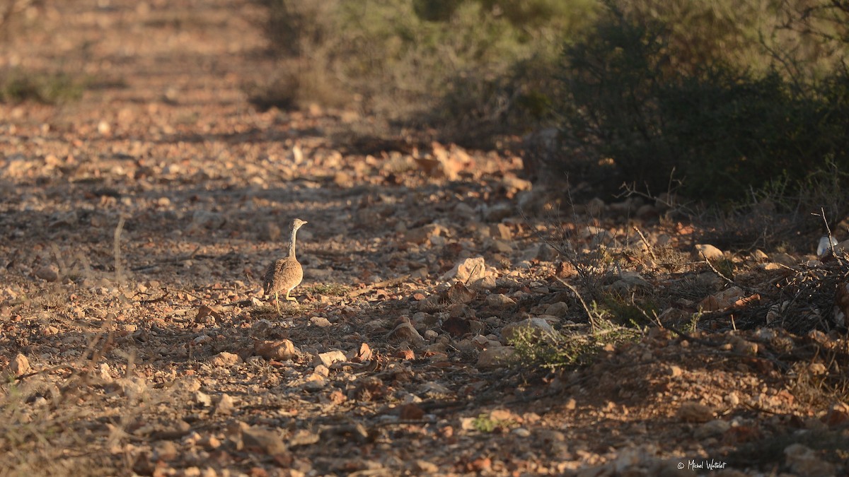 Little Brown Bustard - Michel Watelet