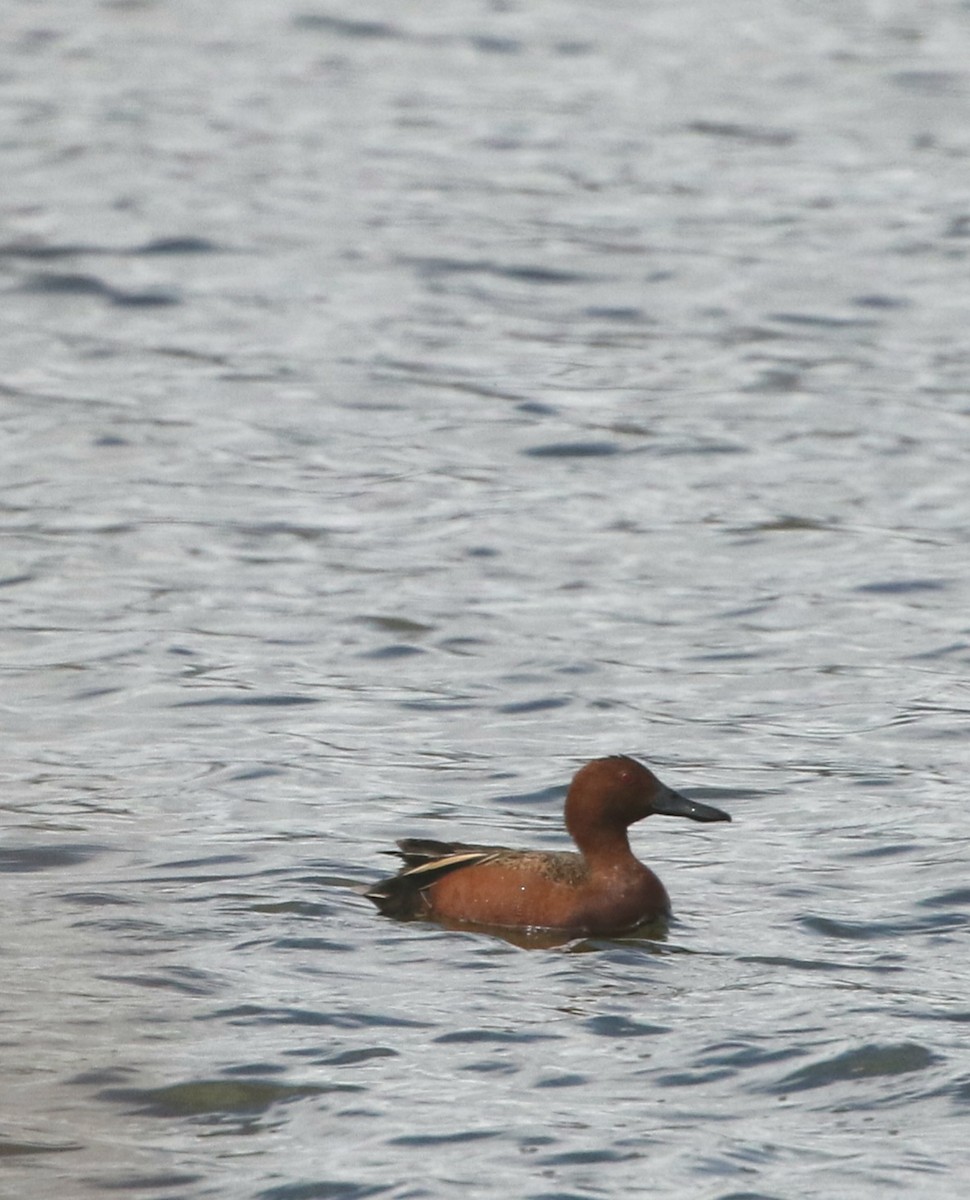 Cinnamon Teal - Susan Hovde