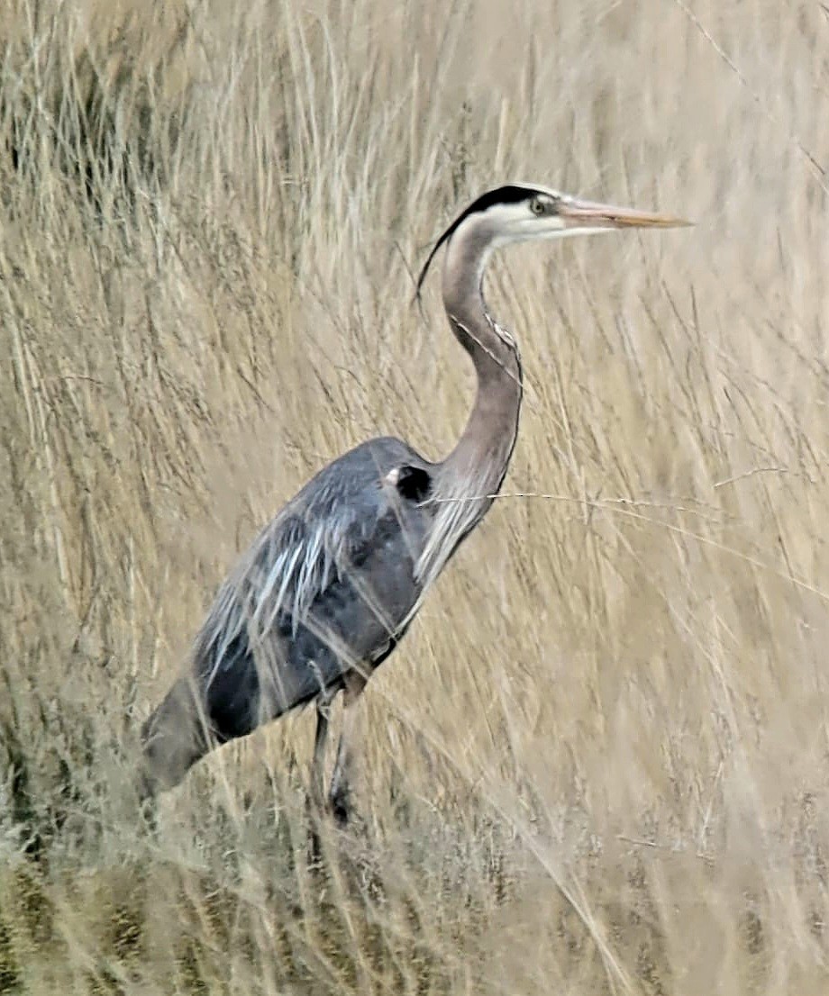 Great Blue Heron - ML618144406