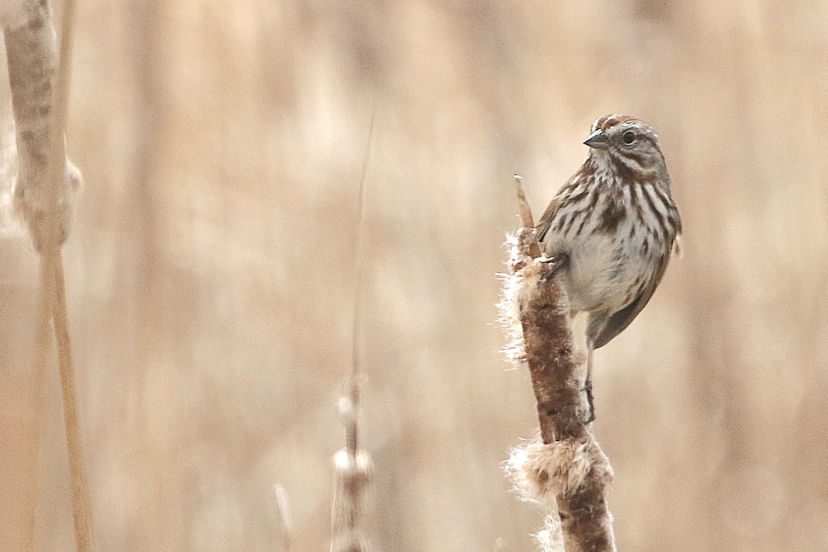 Song Sparrow - ML618144417