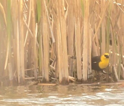 Yellow-headed Blackbird - ML618144428