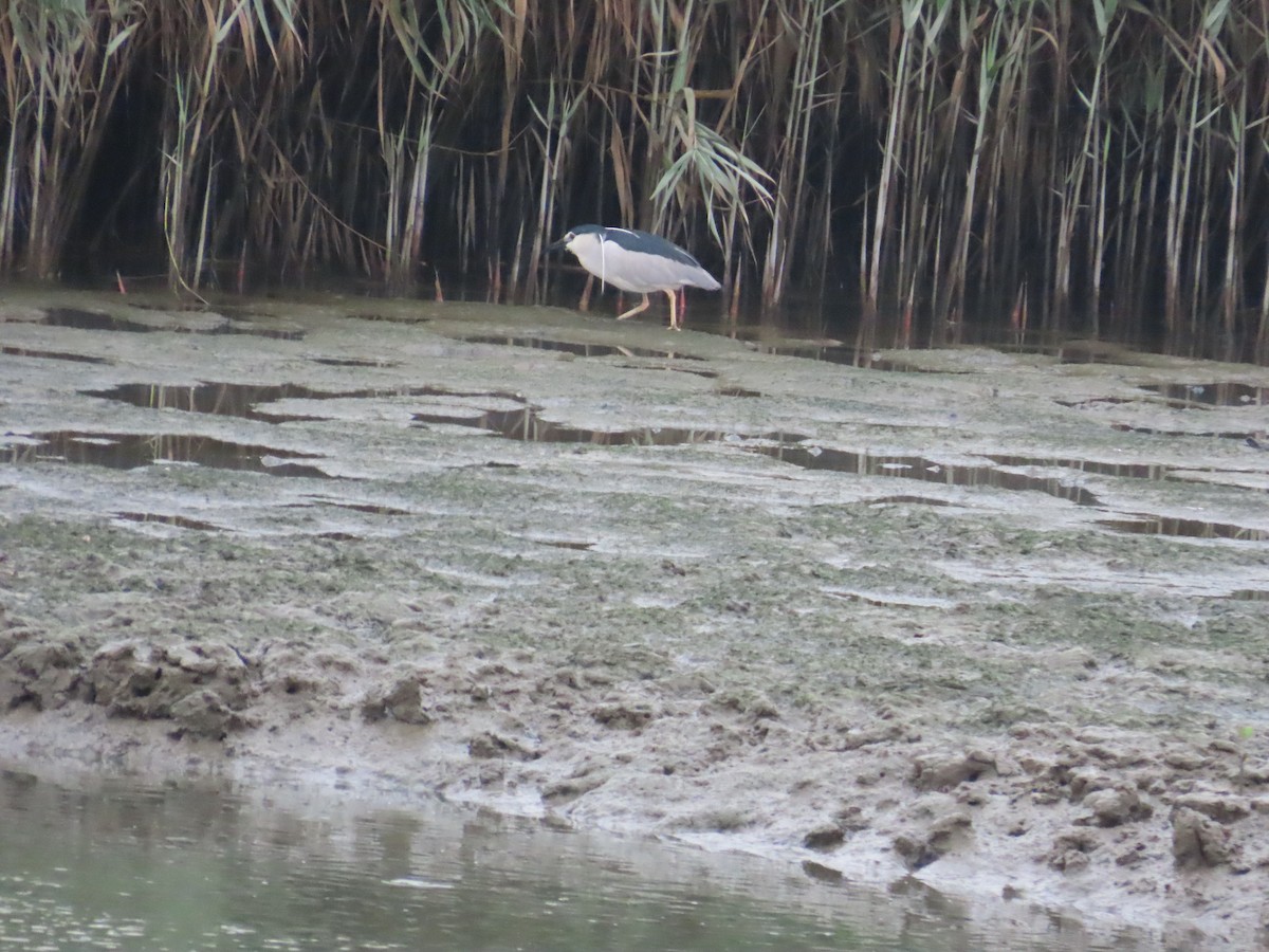 Black-crowned Night Heron - 韋勳 陳