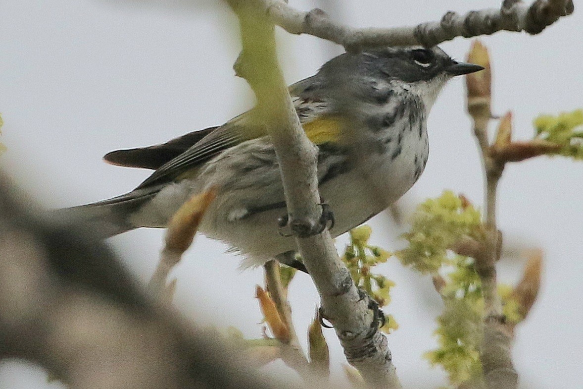 Yellow-rumped Warbler - ML618144454