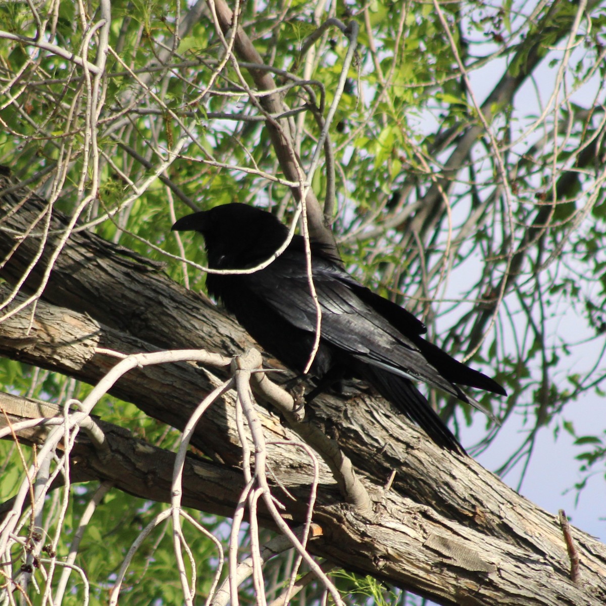 Common Raven - Marsha Painter