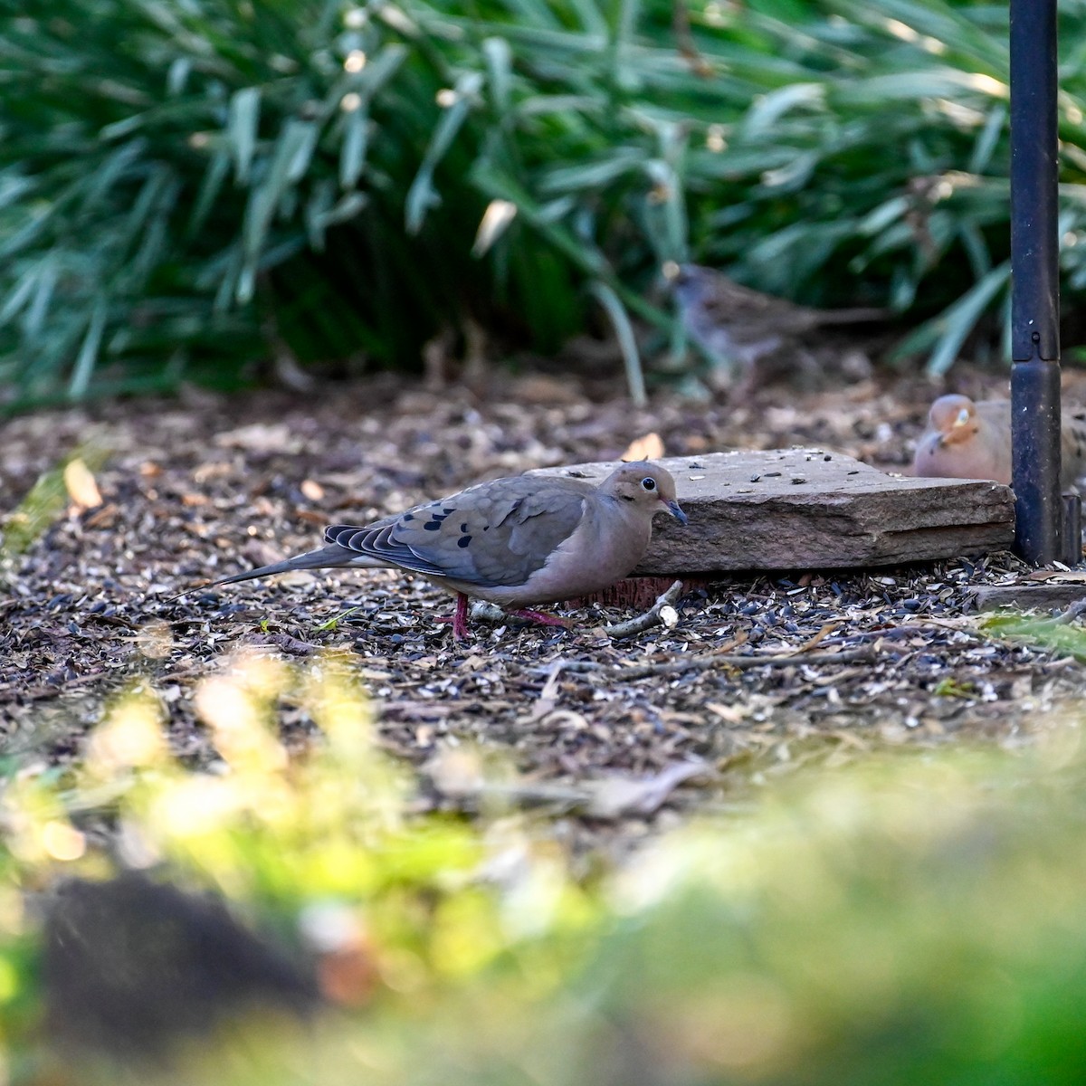 Mourning Dove - David Govoni