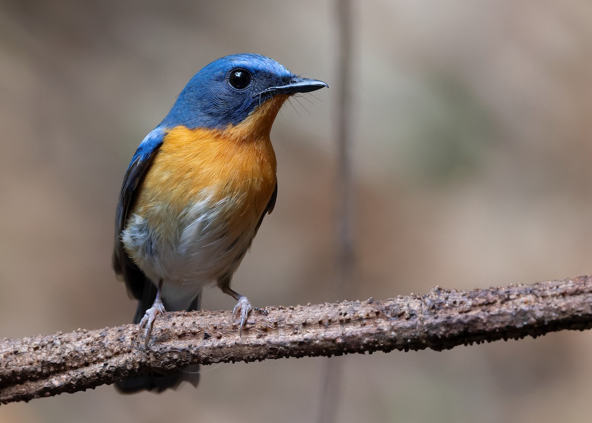 Hill Blue Flycatcher - Ayuwat Jearwattanakanok