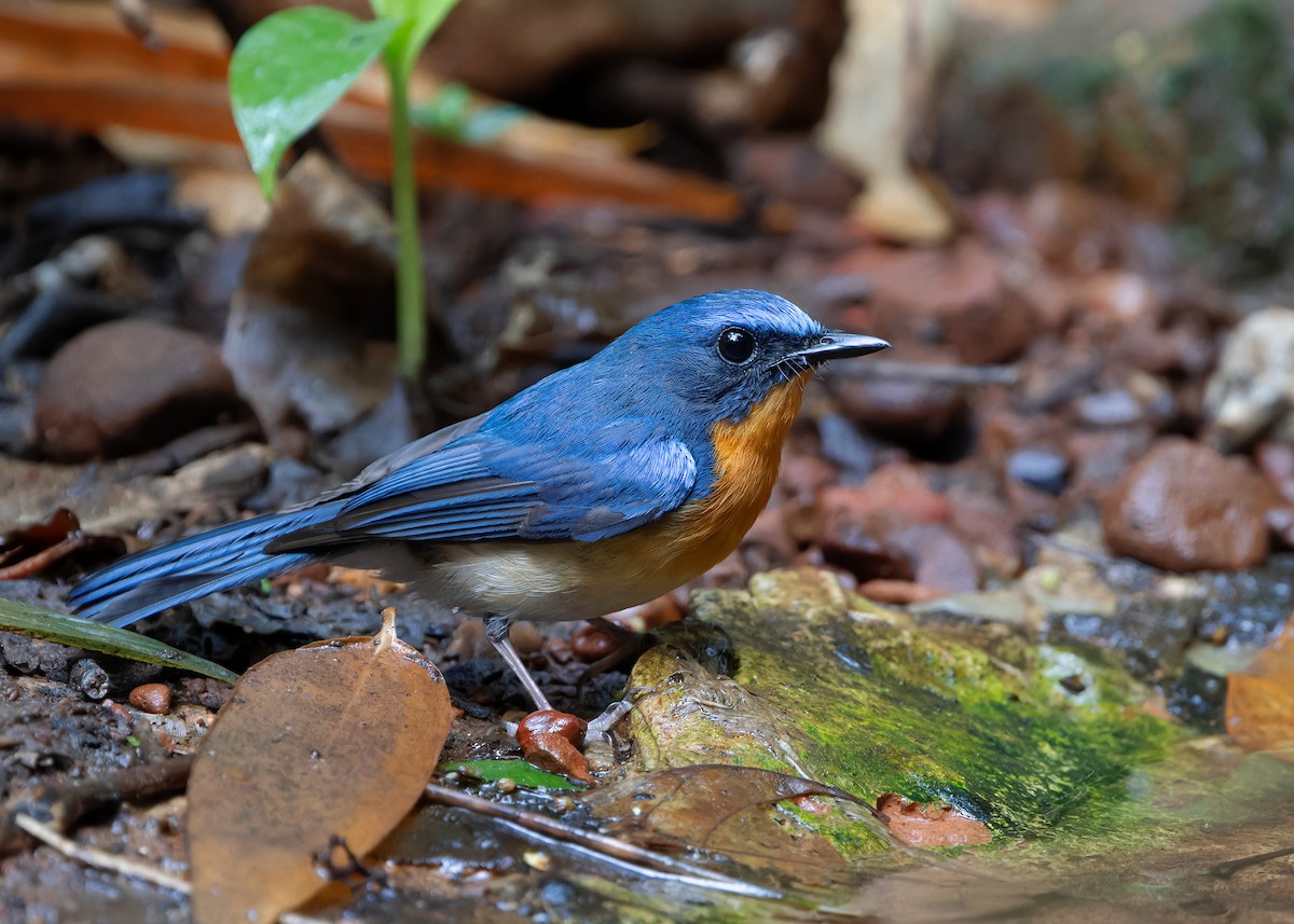 Hill Blue Flycatcher - Ayuwat Jearwattanakanok