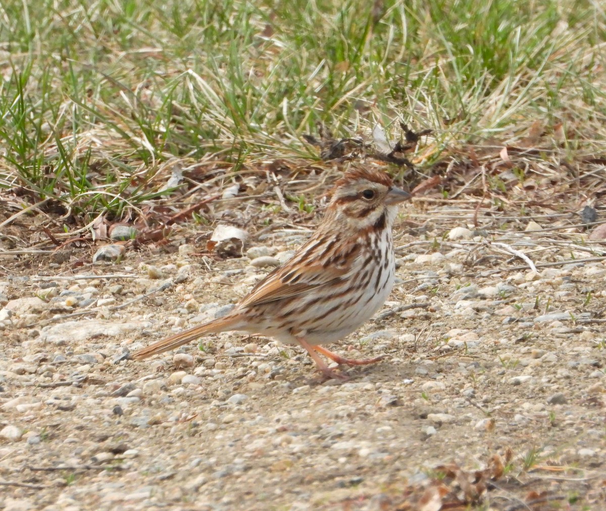 Song Sparrow - Hiroyuki Aoki