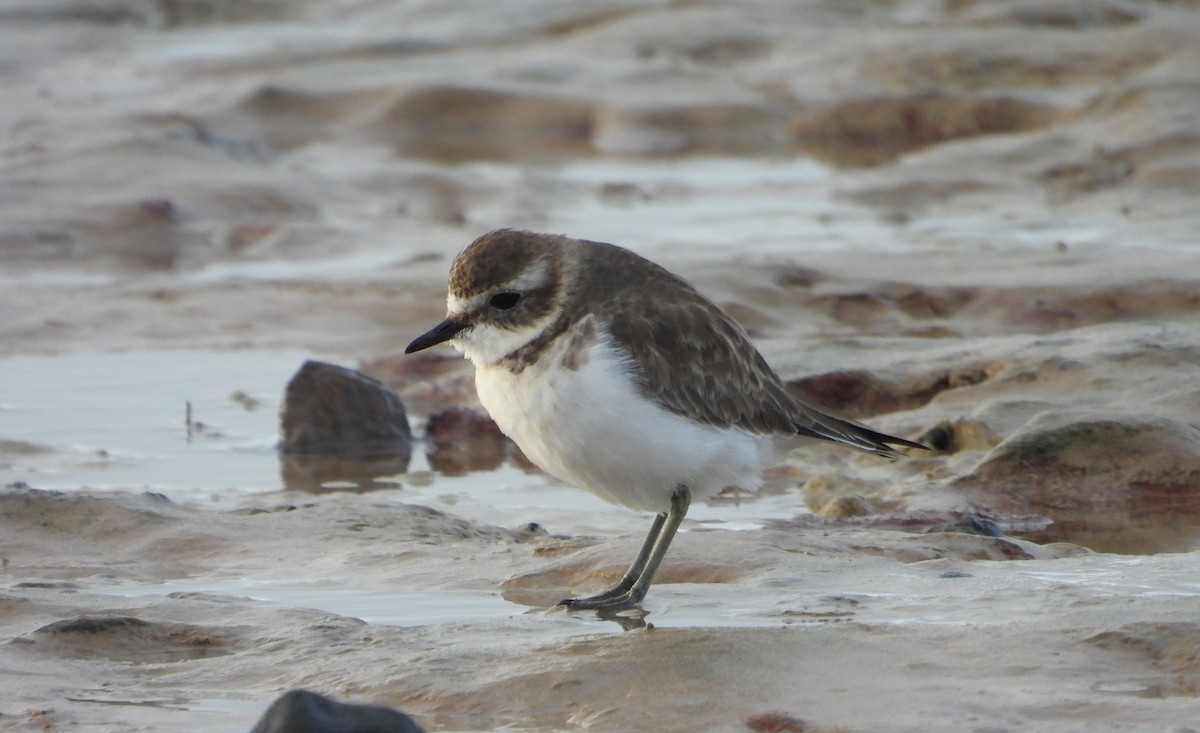 Double-banded Plover - ML618144492