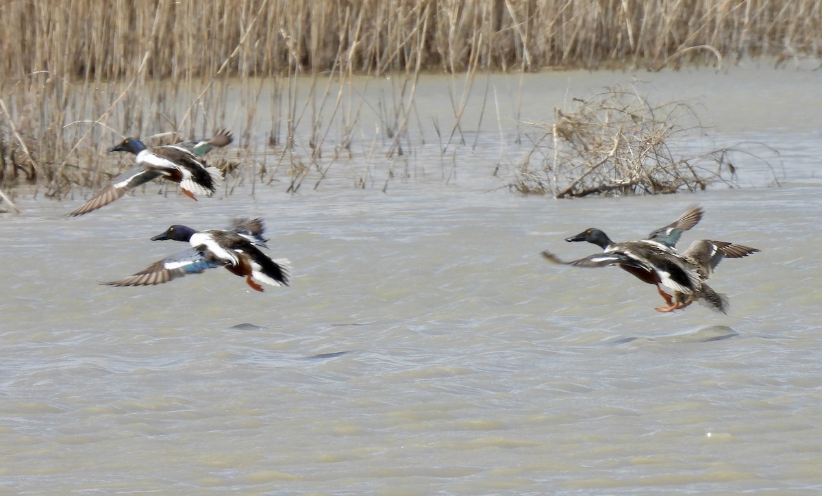 Northern Shoveler - Robert Ducham